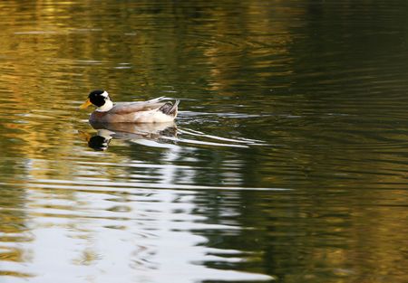 Duck swimming on the lakeの写真素材