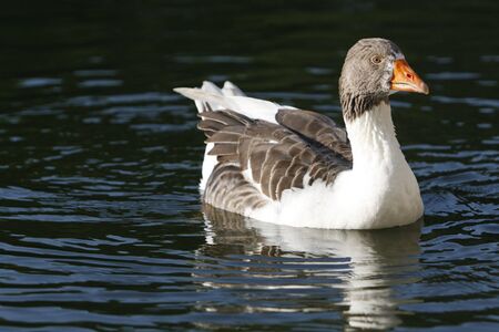 alone duck  swimming on the lakeの写真素材