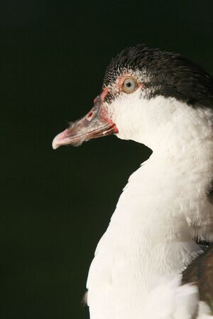 Ducks face in a  lakeの写真素材