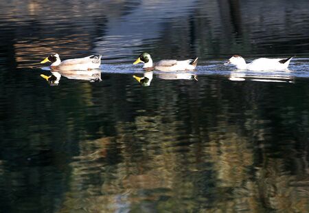 ducks  swimming  in a row on the lakeの写真素材