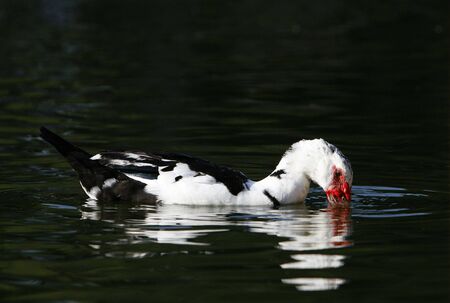duck  swimming  in a biotopeの写真素材