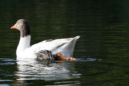 duck swimming on the lakeの写真素材