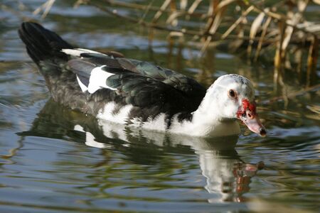 duck swimming on the lakeの写真素材
