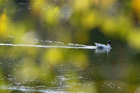 duck swimming on the lakeの写真素材
