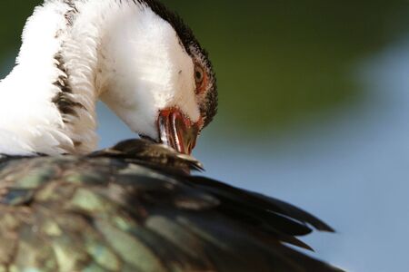 Ducks head in a  lakeの写真素材