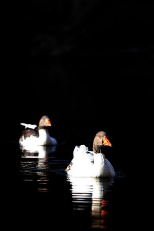 ducks  swimming on the lakeの写真素材