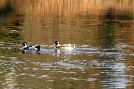 Ducks swimming on the lakeの写真素材