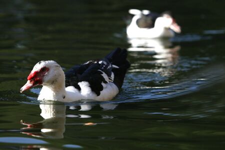 ducks  swimming on the lakeの写真素材