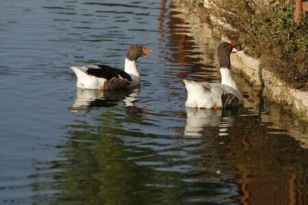ducks  swimming on the lakeの写真素材