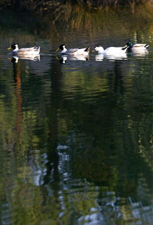 Ducks swimming on the lakeの写真素材