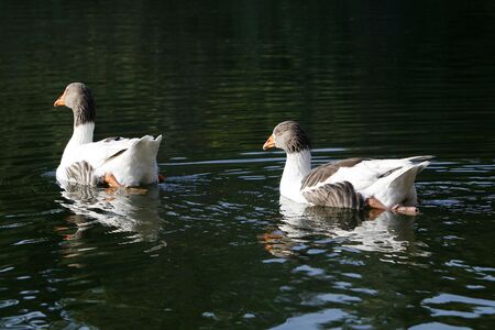 ducks  swimming on the lakeの写真素材