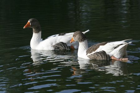 ducks  swimming on the lakeの写真素材