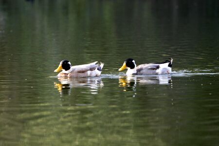ducks  swimming on the lakeの写真素材