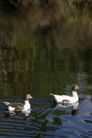 ducks  swimming on the lakeの写真素材