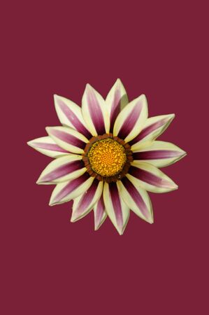 a flower over a purple backgroundの写真素材