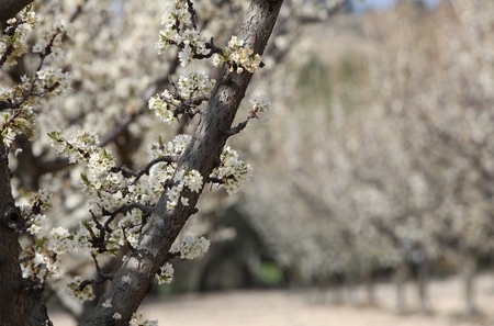 Blossoms are the flowers of stone fruit trees  and of some other plants with a similar appearance...