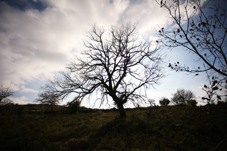 The agricultural and rural areas that make up the unique character of the Cypriot countryside.の写真素材