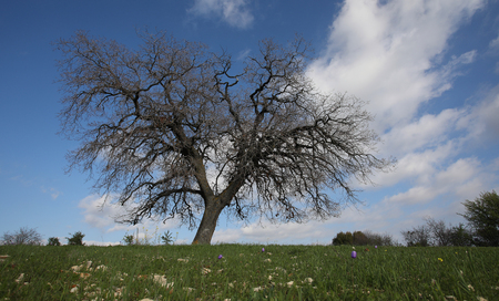 The agricultural and rural areas that make up the unique character of the Cypriot countryside.の写真素材