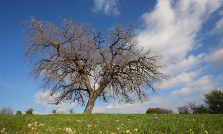 The agricultural and rural areas that make up the unique character of the Cypriot countryside.の写真素材