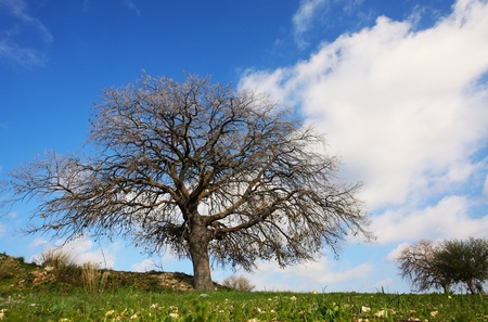 The agricultural and rural areas that make up the unique character of the Cypriot countryside.の写真素材