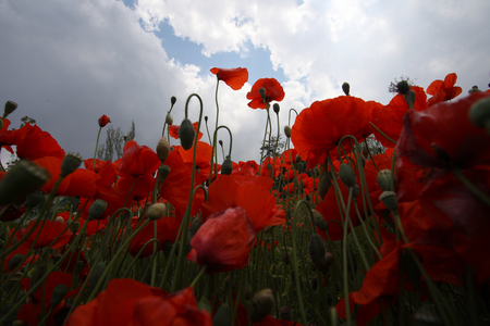 Landscape with Poppies.の写真素材