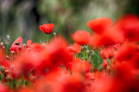 Landscape with Poppies.の写真素材
