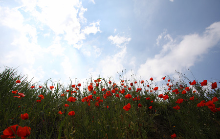 Landscape with Poppies.の写真素材