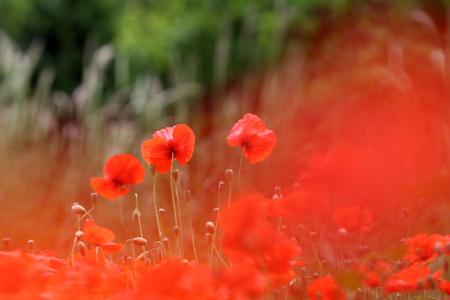 Landscape with Poppies.の写真素材
