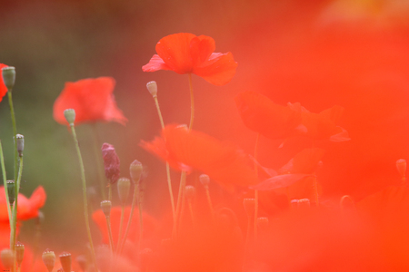 Landscape with Poppies.の写真素材