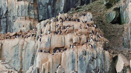 rock with birdsの写真素材