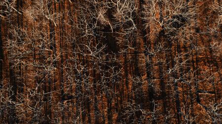 texture of bark of tree
