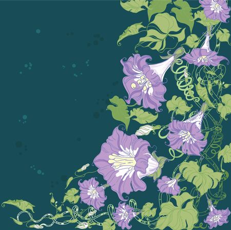 illustration of a convolvulus flowers cardのイラスト素材