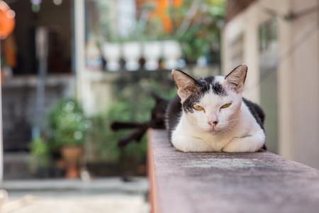 Black and white cat sleeping on the fence of the house, in the outdoor informed.の写真素材