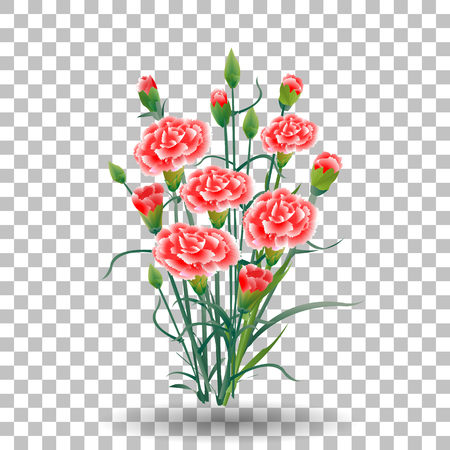 red carnation flower, green stem, leaves on transparent background, collection for Mother s Day, victory day, digital draw, vintage illustration, watercolor style, vectorのイラスト素材