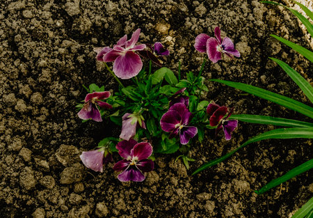 small burgundy purple pansy flowers in the groundの写真素材