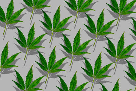Cannabis pattern in grey background