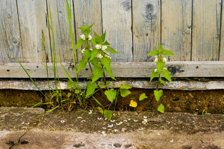 Green plant grows on dry ground under a blue old wooden houseの写真素材