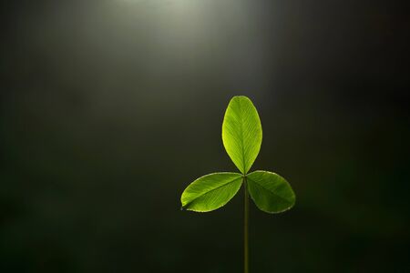 Beautiful green shamrock on the sun on a black background with visible streak.