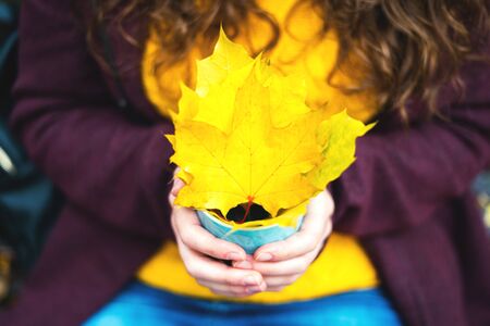 Beautiful yellow maple leaves in blue cup in female hands in crimsons coat and yellow knitted...
