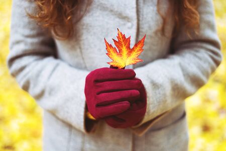 Beautiful small orange-yellow autumn leaf of silver maple in the hands of a woman in crimson gloves and a grey cashmere coat in the afternoon in the park..の写真素材
