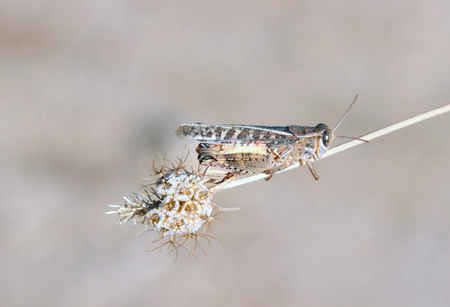 Cicada on the stem of dry plant.の写真素材