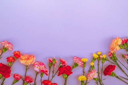 Blue background with carnations flowers and copy space. Top view. Mother's Day background.の写真素材