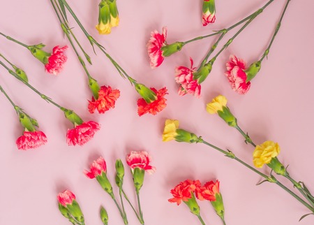 Colorful carnation flowers on light pink background. Flat lay, Top view. Wedding background.の写真素材