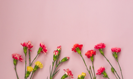 Pink background with carnations flowers and copy space. Top view. Mothers Day background.の写真素材