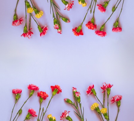 Blue background with carnations flowers and copy space. Top view. Mothers Day background.の写真素材