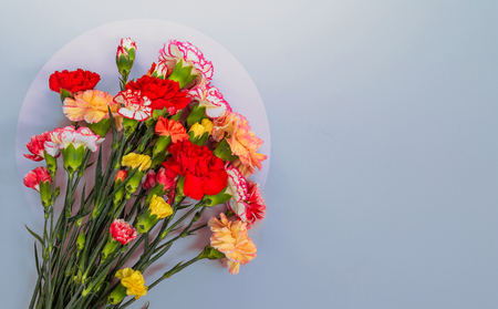 Blue background with carnations flowers and copy space. Top view. Mother's Day background.の写真素材