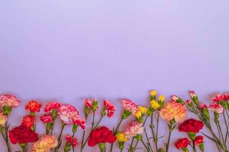 Blue background with carnations flowers and copy space. Top view. Mother's Day background.の写真素材