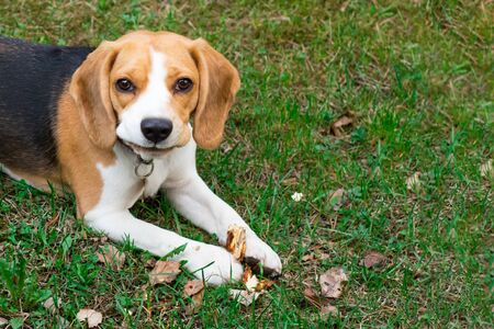 beagle dog outdoors. Portrait of a cute, tricky beagle with copy spaceの写真素材