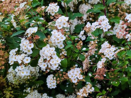 White flowers of spiraea or meadowsweet in the gardenの写真素材