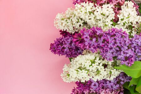 Fresh lilac flowers on gentle pink background. Place for text. Summer blossomingの写真素材